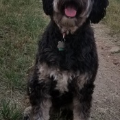Temba, a Black Tibetan Terrier Dog